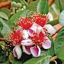 Brockzach Pineapple Guava Trees — CRISP